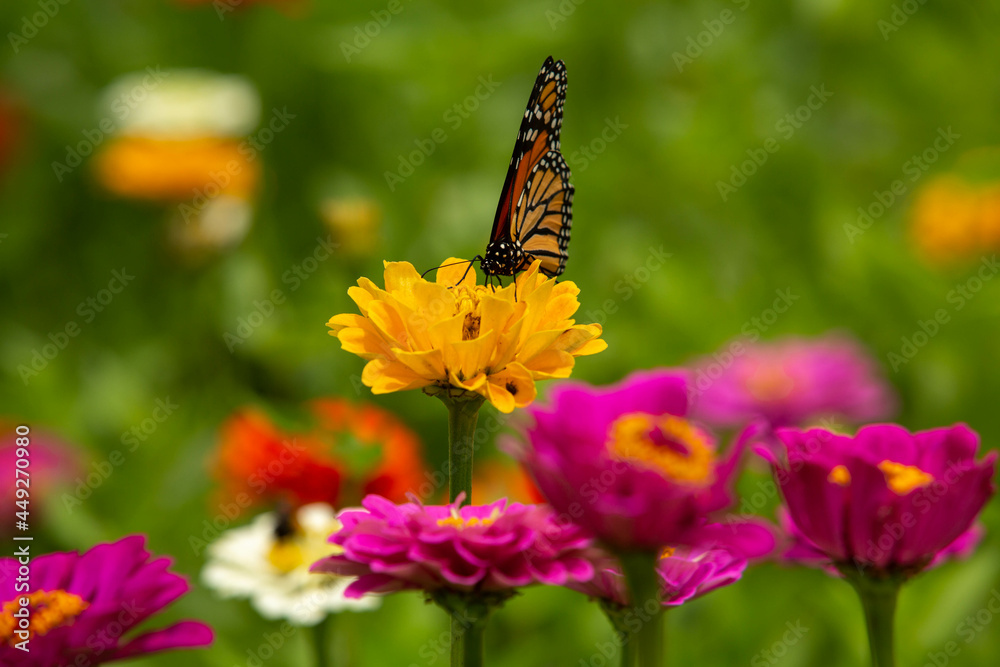 Monarch Butterfly Head On On Yellow Zinnia