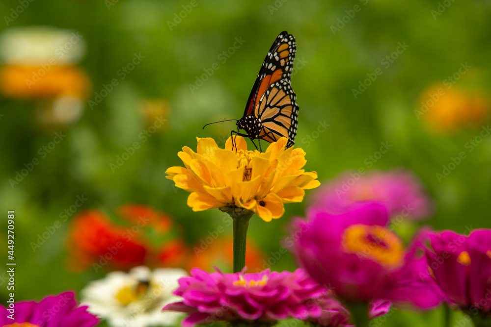 Naklejka premium Monarch Butterfly Resting On Yellow Zinnia Flower