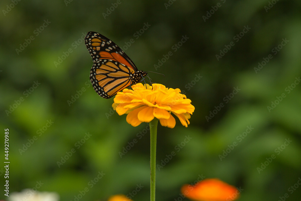 Single Yellow Zinnia Flower With Monarch Butterfly Single Yellow Zinnia Flower With Monarch Butterfly