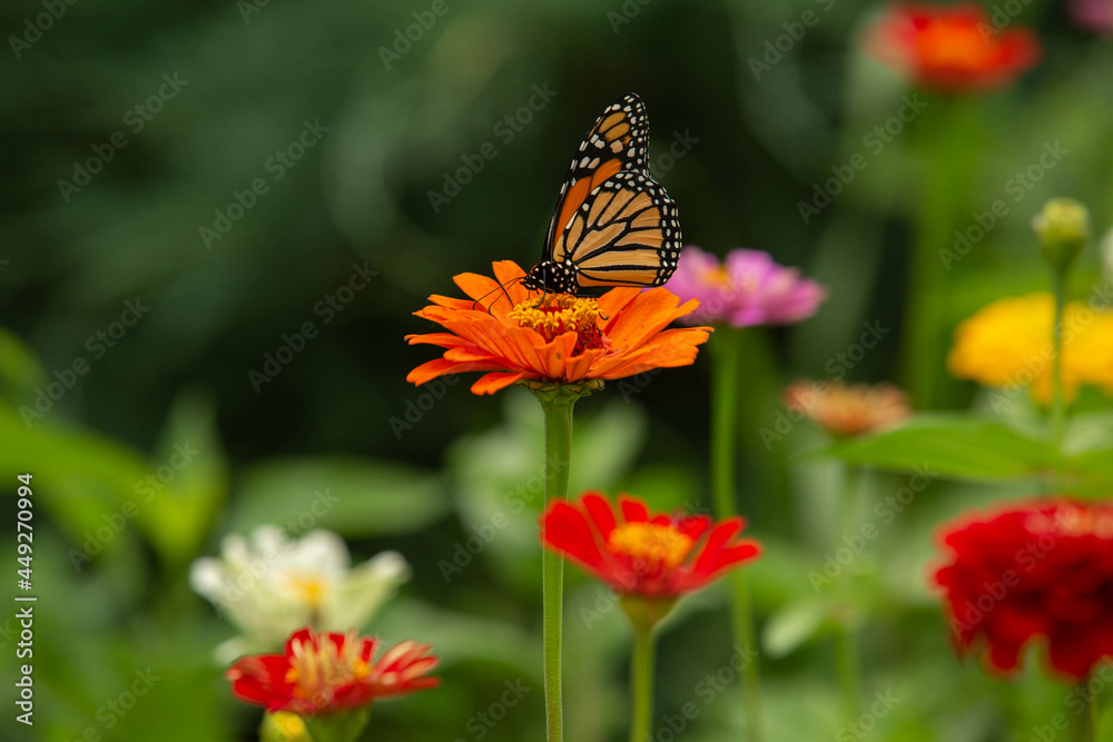Monarch Butterfly On Bright Orange Zinnia Flower Monarch Butterfly On Bright Orange Zinnia Flower