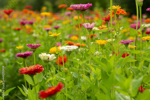 Field of Colorful Zinnia Flowers In Summer