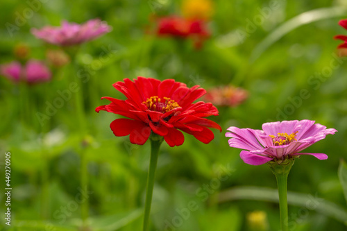 Bright Red And Pink Zinnia Flowers