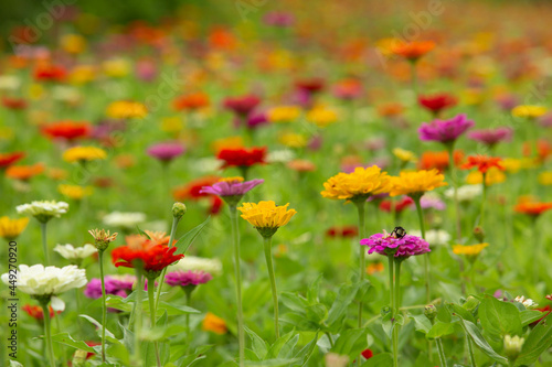 Pretty Colorful Zinnia Flowers © Carol