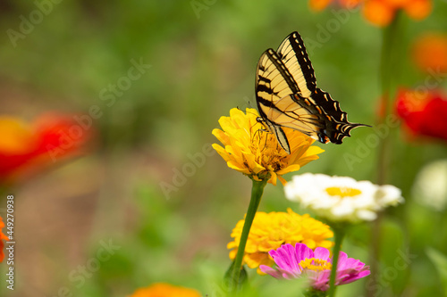 Yellow Tiger Swallowtail Butterfly On Pretty Zinnia Flower