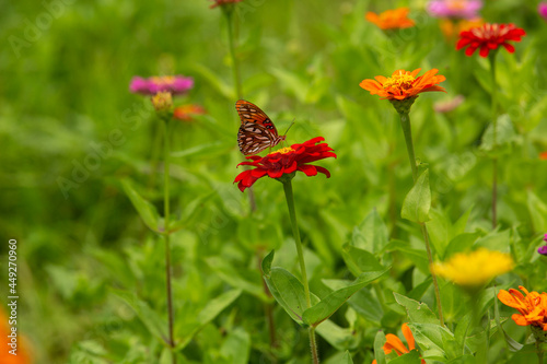 Garden Of Zinnias With Gulf Fritillary Butterfly