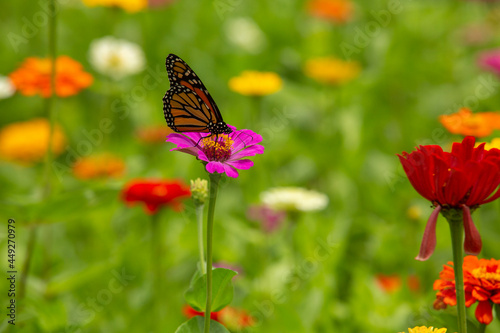 Monarch Butterfly On Pink Zinnia Flower In Garden © Carol