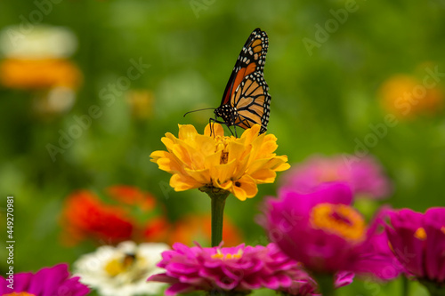 Monarch Butterfly Resting On Yellow Zinnia Flower