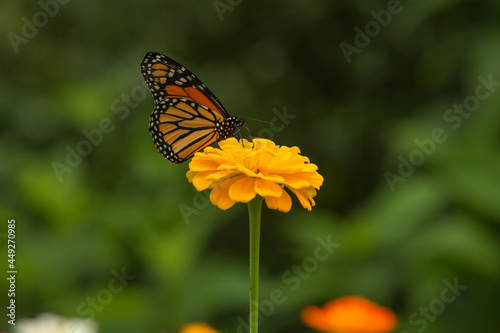 Single Yellow Zinnia Flower With Monarch Butterfly © Carol