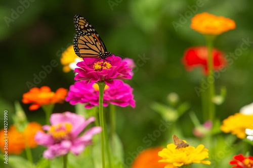 Close Up Monarch Butterfly On Pink Zinnia Flower