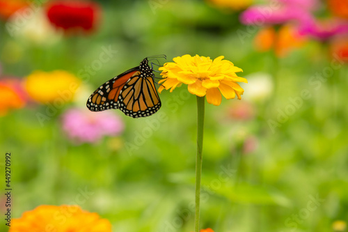 Monarch Butterfly In Garden On Yellow Zinnia Flower © Carol
