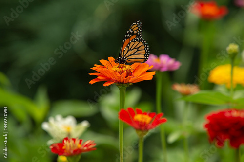 Monarch Butterfly On Bright Orange Zinnia Flower