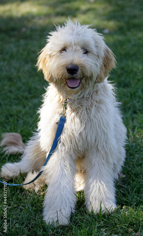 7-Month-Old Female Double Doodle Puppy, a hybrid combination of three breeds: Golden Retrievers, Poodles, and Labrador Retrievers.