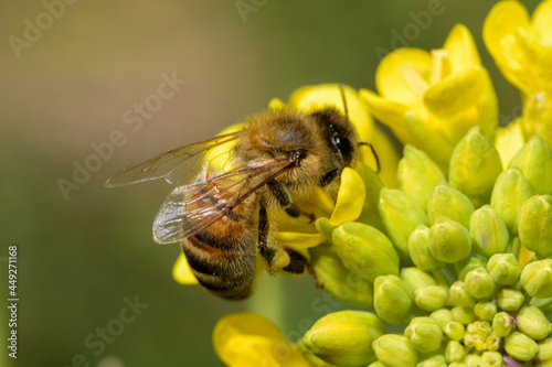 bee on flower © JosIgnacio