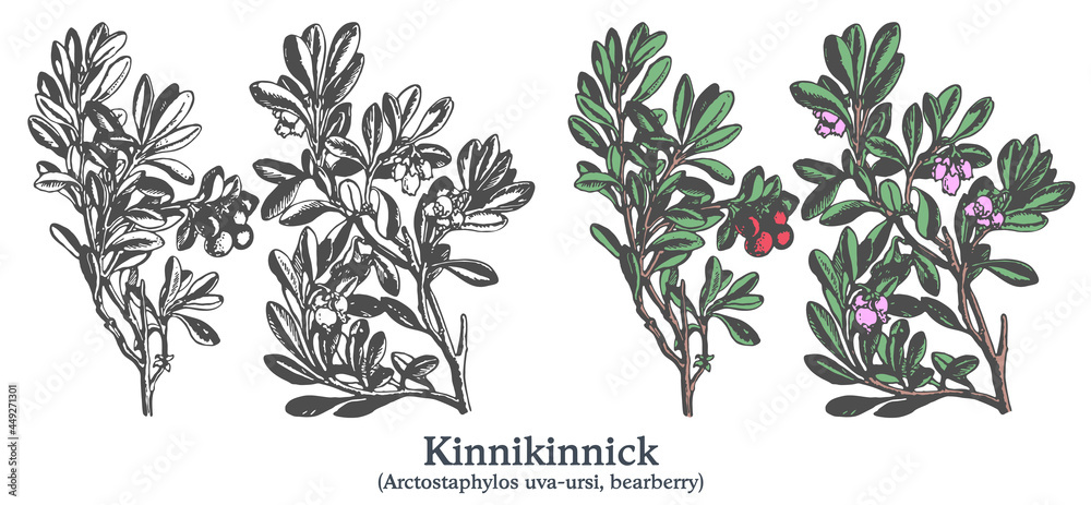 Kinnikinnick. Colorful vector hand drawn plant. Vintage medicinal plant sketch.