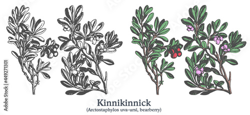 Kinnikinnick. Colorful vector hand drawn plant. Vintage medicinal plant sketch.