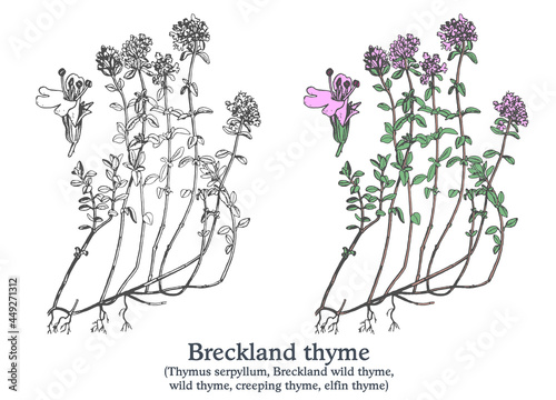 Breckland thyme. Colorful vector hand drawn plant. Vintage medicinal sketch.