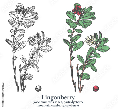 Lingonberry. Colorful vector hand drawn plant. Vintage medicinal plant sketch.