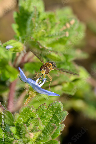 dragonfly on a leaf