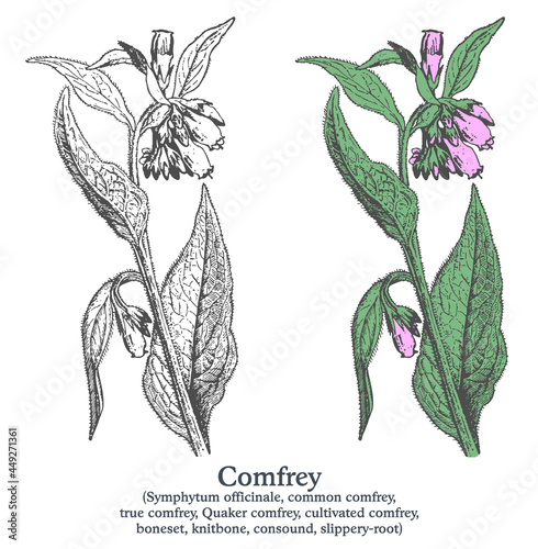 Comfrey. Colorful vector hand drawn plant. Vintage medicinal sketch.