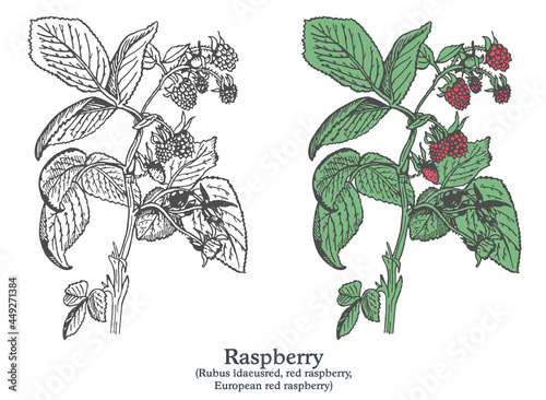 Raspberry. Colorful vector hand drawn plant. Vintage medicinal plant sketch.