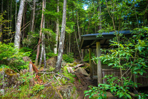 長野県南佐久郡の八ヶ岳のニュウの登山道の風景 A view of the trail at Nyu, Yatsugatake, Minamisaku-gun, Nagano Prefecture, Japan. photo