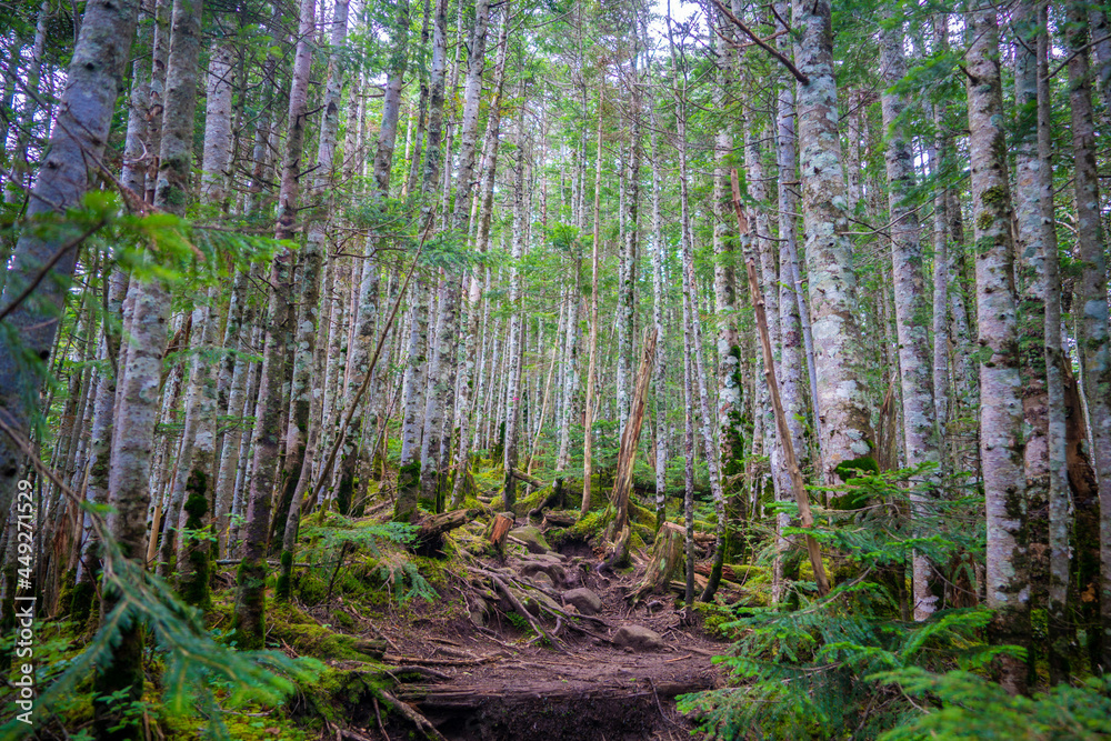 Obraz premium 長野県南佐久郡の八ヶ岳のニュウの登山道の風景 A view of the trail at Nyu, Yatsugatake, Minamisaku-gun, Nagano Prefecture, Japan.