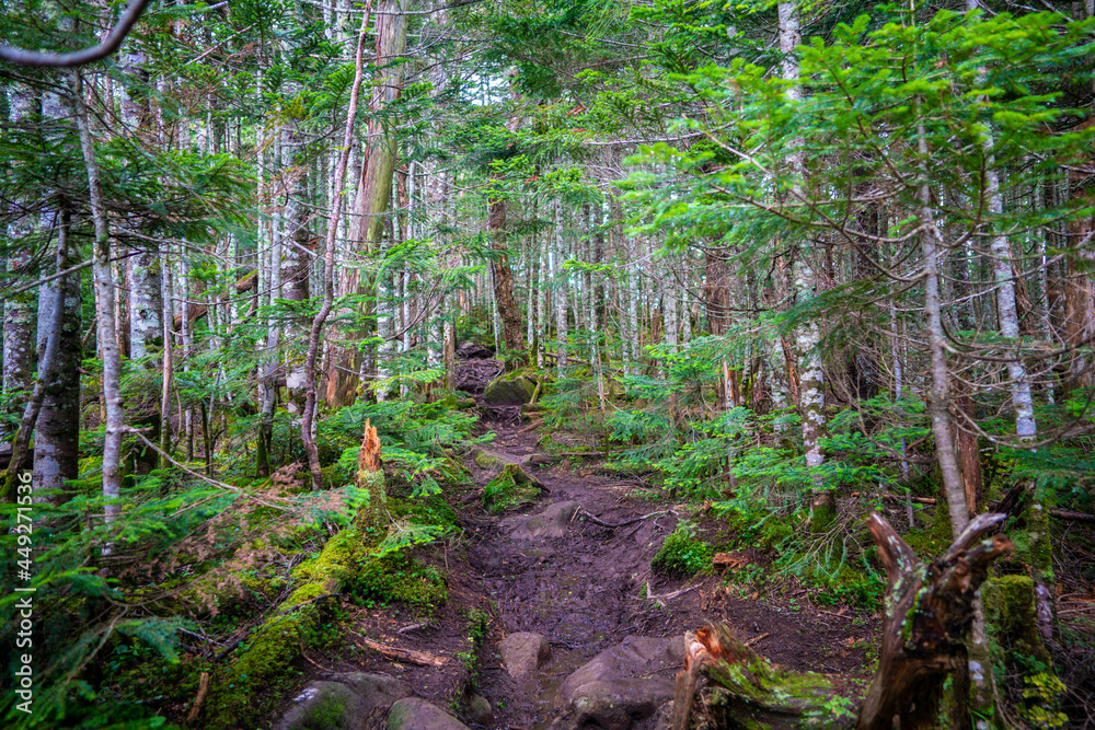 Fototapeta premium 長野県南佐久郡の八ヶ岳のニュウの登山道の風景 A view of the trail at Nyu, Yatsugatake, Minamisaku-gun, Nagano Prefecture, Japan.