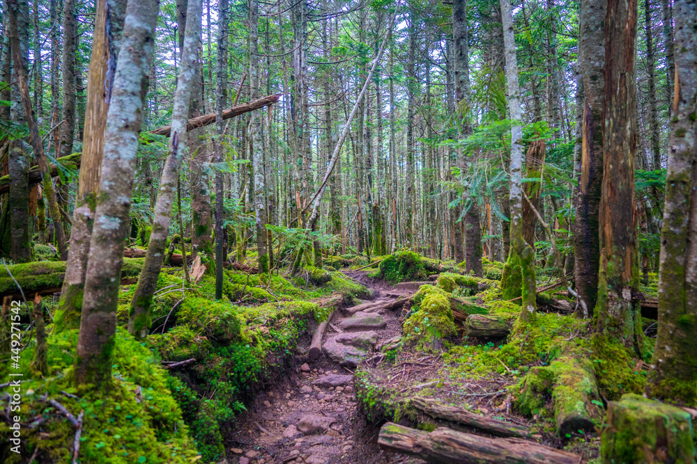 Obraz premium 長野県南佐久郡の八ヶ岳のニュウの登山道の風景 A view of the trail at Nyu, Yatsugatake, Minamisaku-gun, Nagano Prefecture, Japan.