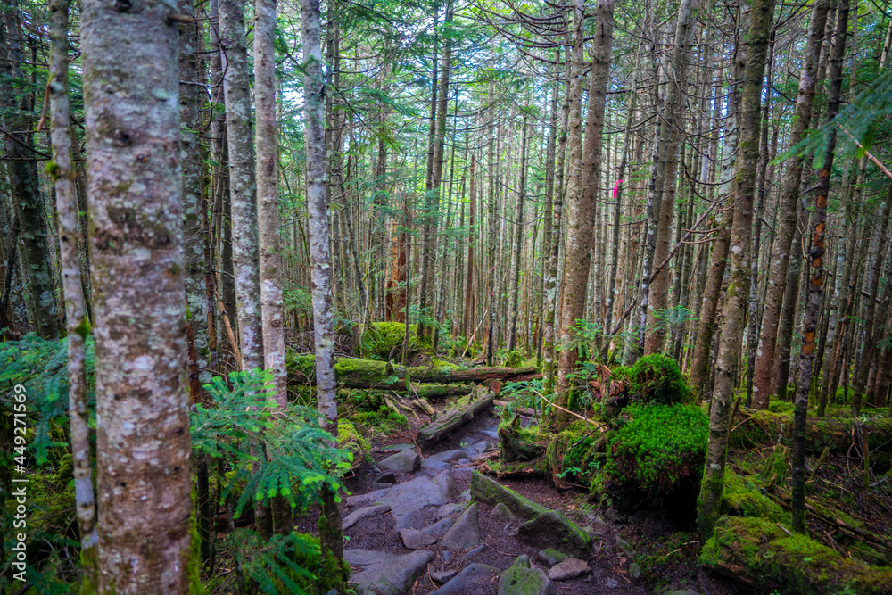 長野県南佐久郡の八ヶ岳のニュウの登山動の風景 Nyu, Yatsugatake, Minamisaku-gun, Nagano Prefecture, Japan. 長野県南佐久郡の八ヶ岳のニュウの登山動の風景 Nyu, Yatsugatake, Minamisaku-gun, Nagano Prefecture, Japan.
