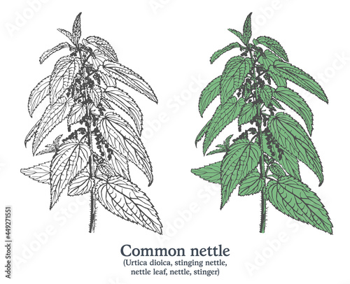Common nettle. Colorful vector hand drawn plant. Vintage medicinal plant sketch.