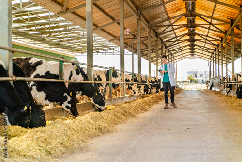 Vet Man Checking Cows Into to Barn