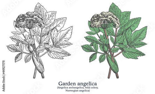 Garden angelica. Colorful vector hand drawn plant. Vintage medicinal sketch.