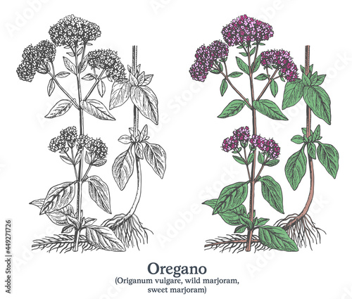 Oregano. Colorful vector hand drawn plant. Vintage medicinal plant sketch.