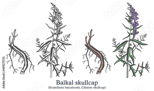 Baikal skullcap. Colorful vector hand drawn plant. Vintage medicinal sketch photo