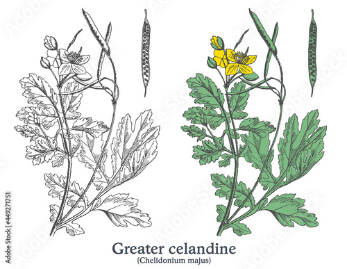 Greater celandine. Colorful vector hand drawn plant. Vintage medicinal sketch