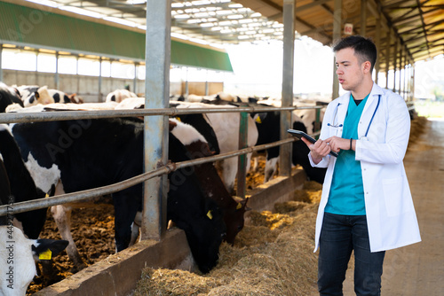 Vet with digital tablet controlling the cows 