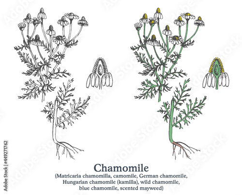 Chamomile. Colorful vector hand drawn plant. Vintage medicinal sketch