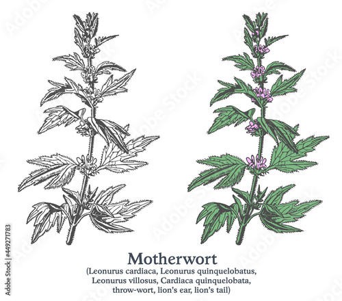 Motherwort. Colorful vector hand drawn plant. Vintage medicinal plant sketch.