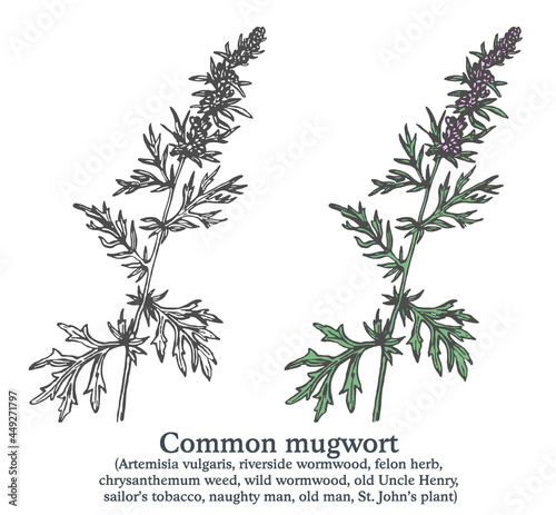 Common mugwort. Colorful vector hand drawn plant. Vintage medicinal sketch