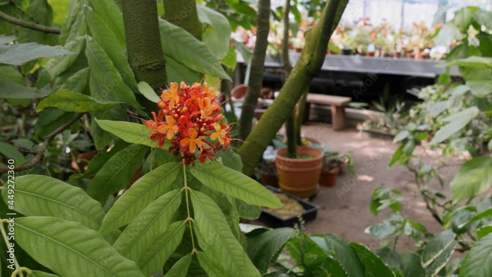 Saraca asoca flower growing in the garden at sunny day. Tropical flower video