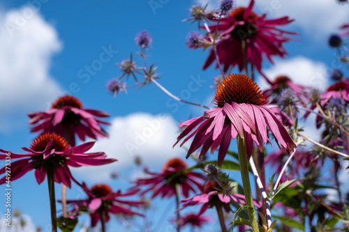 Stunning pink echinacea flowers, also known as cone flowers or rudbeckia. The perennial flowers were photographed in mid summer in a garden in Surrey UK. The plants have medicinal properties.