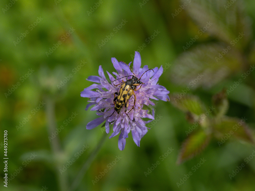 Käfer auf Flockenblume