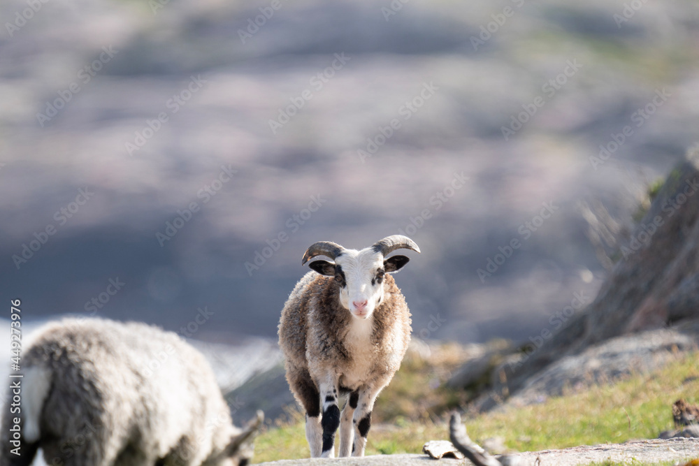 Fototapeta premium sheep in the mountains