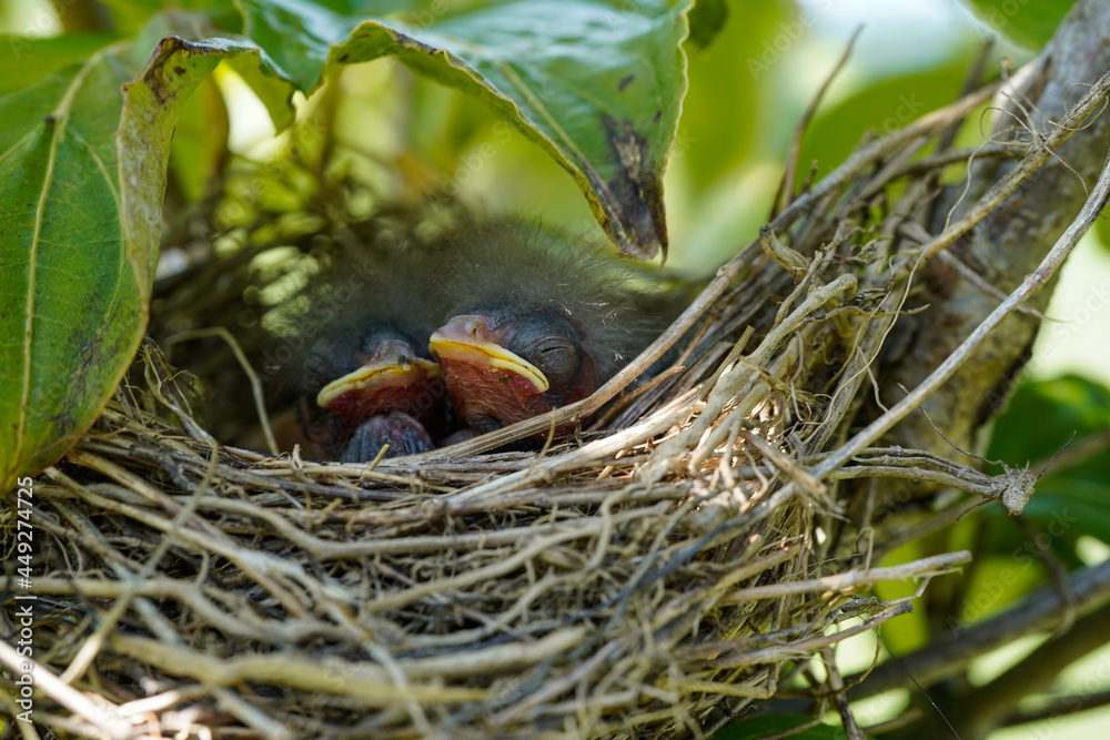 Obraz premium Newly hatched birds in a nest. Fuzzy heads with no feathers yet.