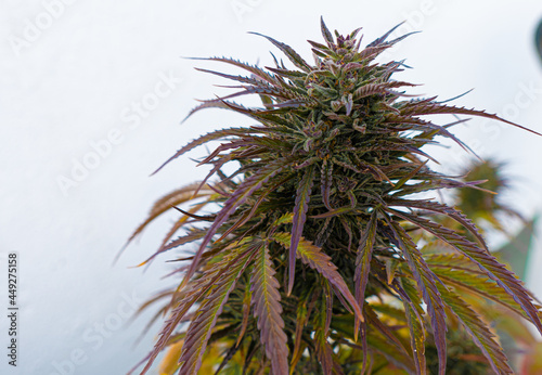 Purple marijuana with many leaves and resin, in flowering stage and close to harvest, grown outdoors.