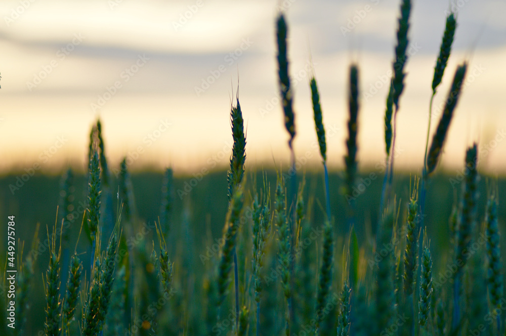 Obraz premium Wheat Fields in Sunset