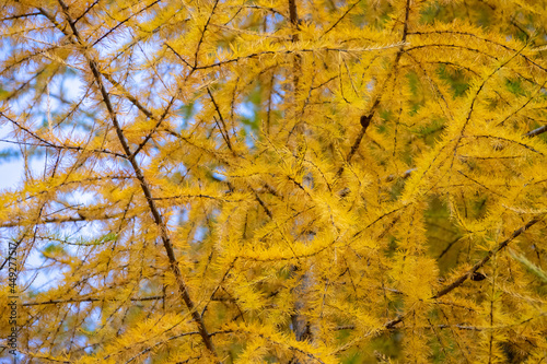 yellow tree branches
