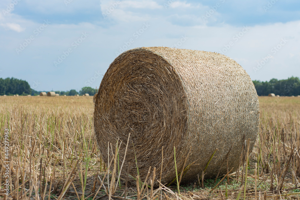 Haystacks are collected from the field in summer against the background of the sky with clouds. Haystacks are collected from the field in summer against the background of the sky with clouds.
