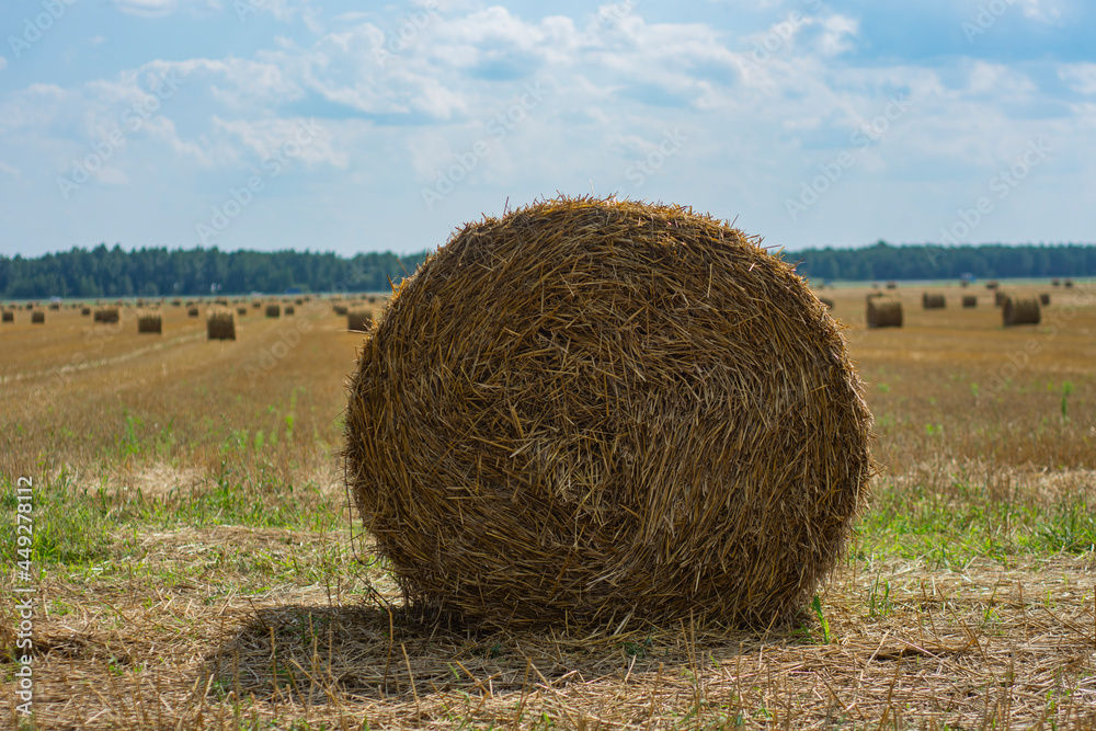 Haystacks are collected from the field in summer against the background of the sky with clouds. Haystacks are collected from the field in summer against the background of the sky with clouds.
