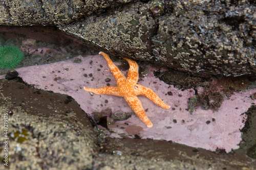 Orange star fish in Pacific Ocean tidal pool  Olympic National Park  Washington  USA.